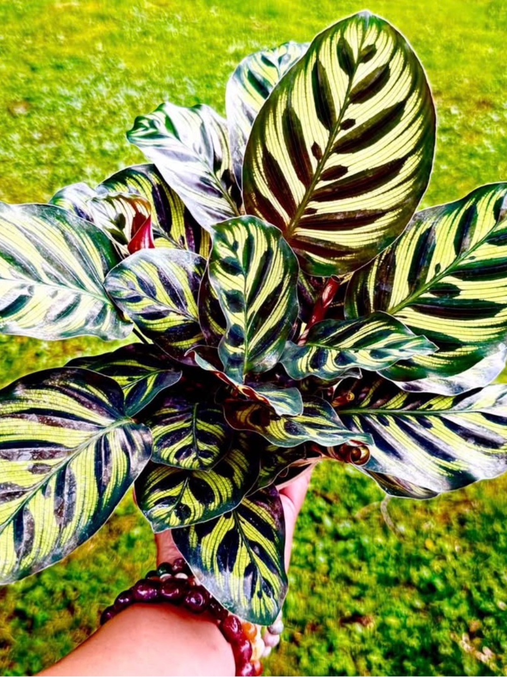 Decorative Green Striped Calathea Peacock Plant Print - Green
